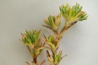 Scleranthus annuus