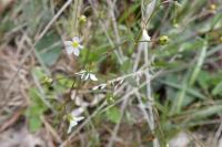 Linum catharticum