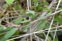 Linum catharticum