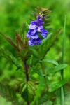 Scutellaria hastifolia