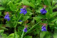 Scutellaria hastifolia