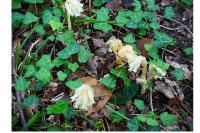 Hypopitys monotropa