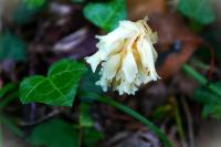 Hypopitys monotropa