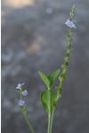 Veronica officinalis