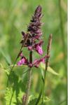 Stachys sylvatica