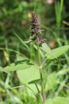 Stachys sylvatica
