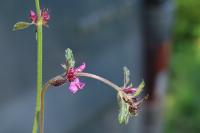 Betonica officinalis