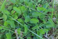 Betonica officinalis