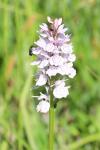 Dactylorhiza maculata