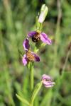 Ophrys apifera
