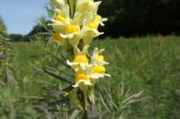 Linaria vulgaris