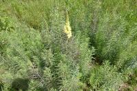 Linaria vulgaris