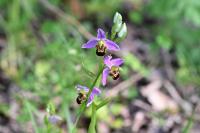 Ophrys apifera