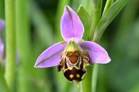 Ophrys apifera