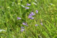 Campanula rapunculus