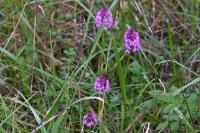 Anacamptis pyramidalis