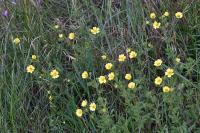 Potentilla recta