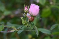 Rosa canina