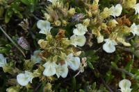 Teucrium montanum