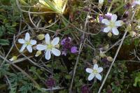 Arenaria controversa