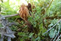 Orobanche teucrii
