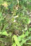 Melampyrum pratense