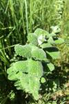 Mentha suaveolens