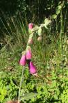 Digitalis purpurea
