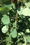 Populus tremula