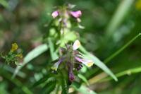 Melampyrum cristatum