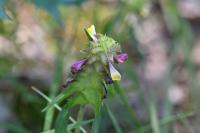 Melampyrum cristatum
