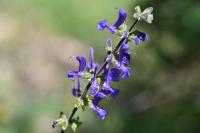 Salvia pratensis