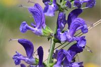 Salvia pratensis
