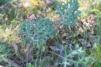 Eryngium campestre