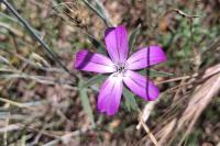 Agrostemma githago