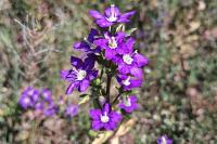 Legousia speculum-veneris