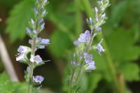 Veronica officinalis