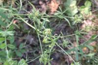 Ranunculus arvensis