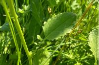 Jacobaea aquatica