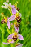 Ophrys apifera