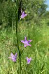 Campanula rapunculus