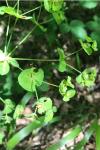Euphorbia amygdaloides