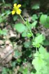 Geum urbanum