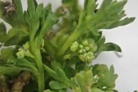 Lepidium didymum