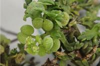 Lepidium didymum