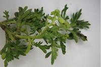 Lepidium didymum