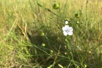 Linum usitatissimum