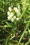 Prunella laciniata