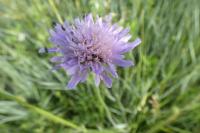 Scabiosa columbaria