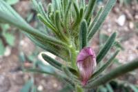 Misopates orontium